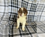 Small Photo #1 Australian Shepherd Puppy For Sale in HOLIDAY, FL, USA