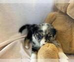 Small Photo #4 Australian Shepherd Puppy For Sale in HANOVER PARK, IL, USA