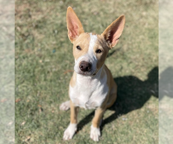 Medium Photo #13 American Pit Bull Terrier-Chihuahua Mix Puppy For Sale in OKLAHOMA CITY, OK, USA