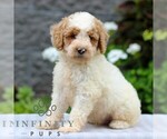 Small #3 Poodle (Miniature)