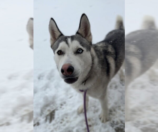 Medium Photo #4 Siberian Husky-Unknown Mix Puppy For Sale in Bemidji, MN, USA
