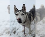 Small #3 Siberian Husky Mix