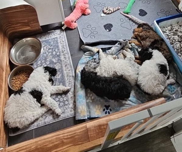 Medium Photo #1 Poodle (Standard) Puppy For Sale in HAVANA, IL, USA