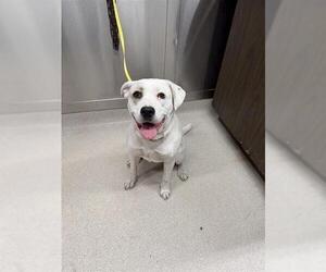 Medium American Pit Bull Terrier-Labrador Retriever Mix