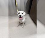Small American Pit Bull Terrier-Labrador Retriever Mix
