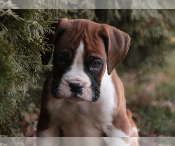 Medium Photo #5 Boxer Puppy For Sale in SHIPSHEWANA, IN, USA