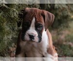Small #4 Boxer