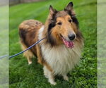 Small Collie