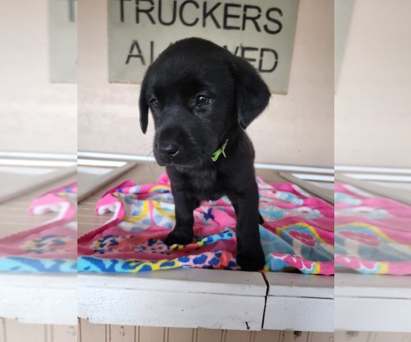 Medium Photo #5 Labrador Retriever Puppy For Sale in HICKORY, NC, USA