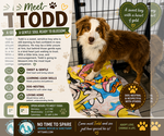 Small #2 Australian Shepherd
