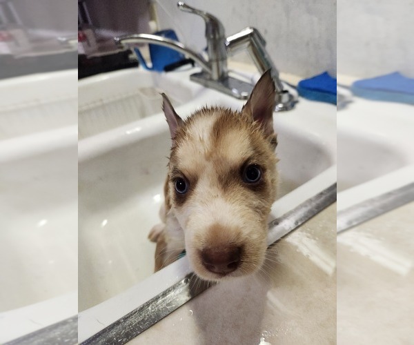 Medium Photo #10 Australian Shepherd-Siberian Husky Mix Puppy For Sale in ATTICA, NY, USA