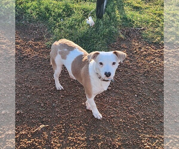 Medium Photo #3 Jack-Rat Terrier Puppy For Sale in Missouri City, TX, USA