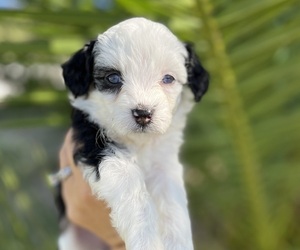 Aussiedoodle Miniature Puppy for sale in MENIFEE, CA, USA