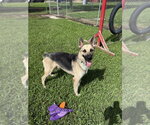 Small #6 German Shepherd Dog