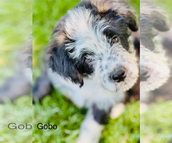 Medium Photo #4 Border Collie-Unknown Mix Puppy For Sale in Sandy, UT, USA