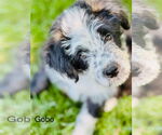 Small #3 Border Collie Mix