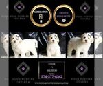 Small Photo #11 Maltipoo (Miniature) Puppy For Sale in WARSAW, IN, USA