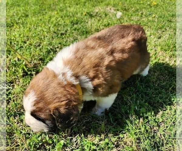 Medium Photo #44 Saint Bernard Puppy For Sale in TURLOCK, CA, USA