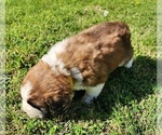 Small Photo #44 Saint Bernard Puppy For Sale in TURLOCK, CA, USA