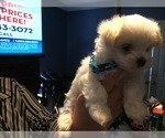 Small Photo #79 Maltese Puppy For Sale in BRKN ARW, OK, USA