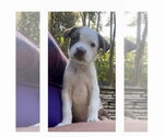 Small #1 Mutt