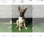 Small Photo #7 German Shepherd Dog Puppy For Sale in DOUGLASVILLE, GA, USA