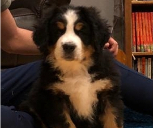 Medium Photo #1 Bernese Mountain Dog Puppy For Sale in NORWOOD, MO, USA