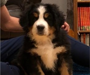 Medium Bernese Mountain Dog