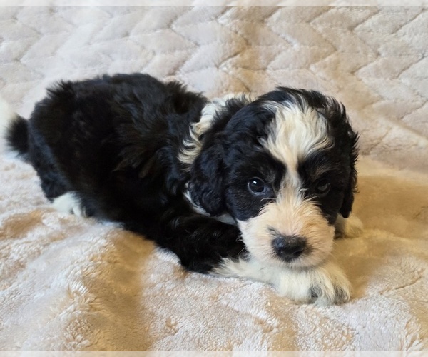 Medium Photo #12 Aussiedoodle Puppy For Sale in WILLS POINT, TX, USA