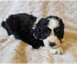 Small #11 Aussiedoodle