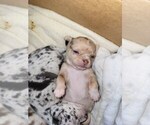 Small Photo #2 Chihuahua Puppy For Sale in BLUE RIVER, WI, USA
