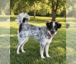 Small #1 Great Pyrenees Mix