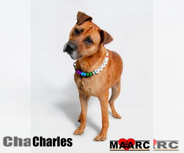 Medium Photo #5 Boxer-Mountain Cur Mix Puppy For Sale in Maryville, TN, USA