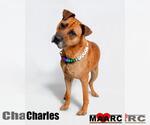 Small #4 Boxer-Mountain Cur Mix