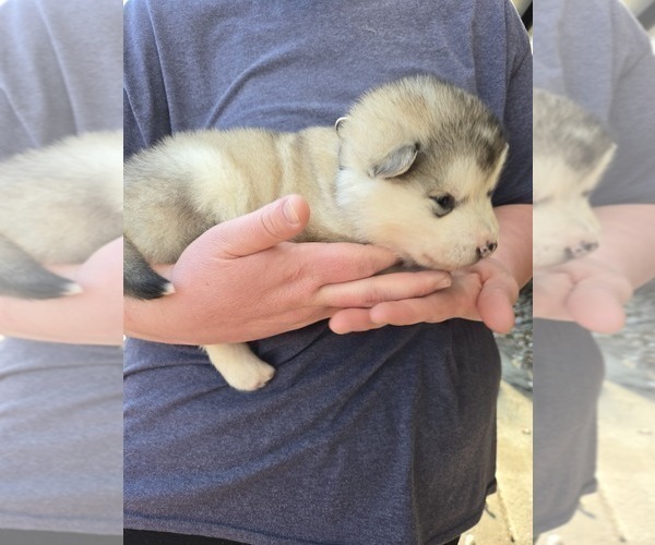 Medium Photo #9 Alaskan Malamute Puppy For Sale in CRIVITZ, WI, USA
