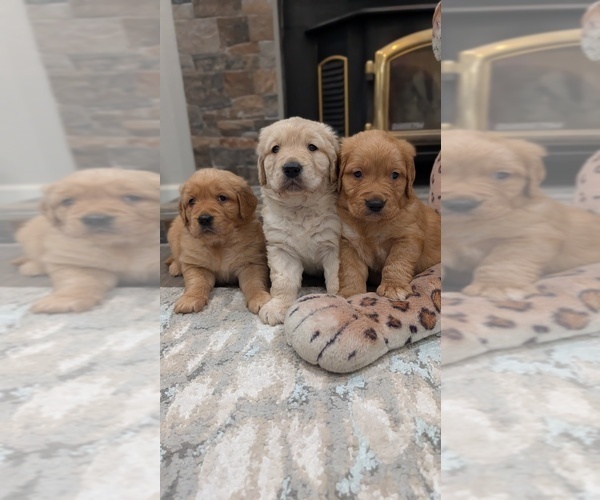 Medium Photo #3 Golden Retriever Puppy For Sale in SACRAMENTO, CA, USA