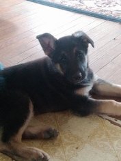 German Shepherd Dog Puppy for sale in MOODY, MO, USA