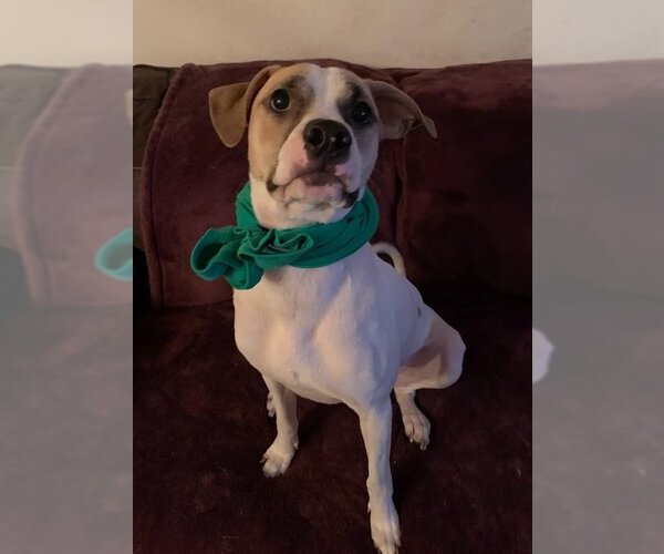 Medium Photo #41 Mutt Puppy For Sale in Spring, TX, USA