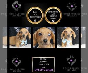 Dachshund Puppy for sale in WARSAW, IN, USA