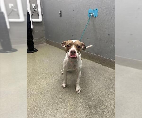 Medium Photo #1 Mutt Puppy For Sale in Las Vegas, NV, USA