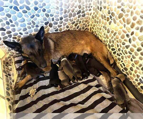 Medium Photo #4 Mutt Puppy For Sale in Imlay City, MI, USA