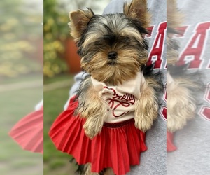 Yorkshire Terrier Puppy for sale in SACRAMENTO, CA, USA
