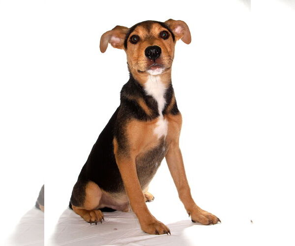 Medium Photo #3 Beagle-Unknown Mix Puppy For Sale in Oakland Park, FL, USA
