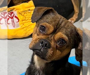 Chug Dogs for adoption in Chico, CA, USA