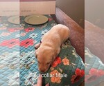 Red collar - Male Labrador Retriever Puppy for Sale - Photo #5