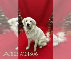 Great Pyrenees Dogs for adoption in HESPERIA, CA, USA