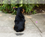Small #3 Yorkshire Terrier
