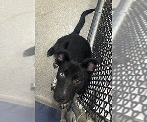 Labrador Retriever-Unknown Mix Dogs for adoption in Sterling, MA, USA