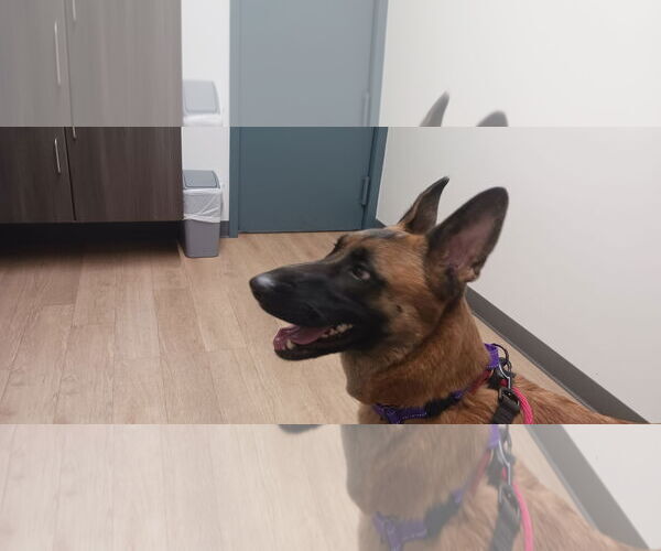 Medium Photo #2 Mutt Puppy For Sale in Stevens Point, WI, USA