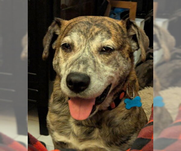 Medium Photo #1 Mountain Cur-Unknown Mix Puppy For Sale in Plainfield, IL, USA